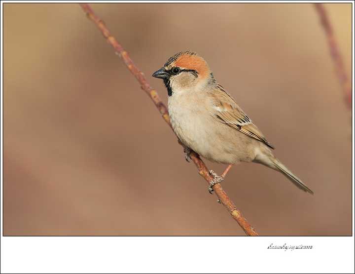 黑顶麻雀(图片来源,鸟网,摄影,沙驼),分布于新疆,内蒙西部,甘肃等地