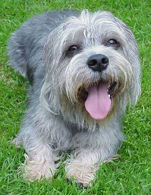 梗类这类犬有什么共同的特征啊?