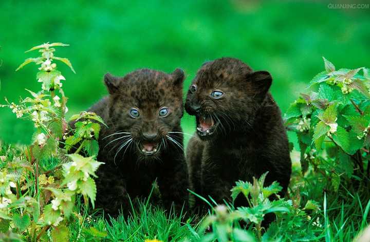 黑豹是什么豹子变异来的?颜色会影响狩猎和生存吗?