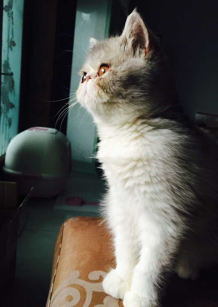 养加菲猫是一种什么样的体验