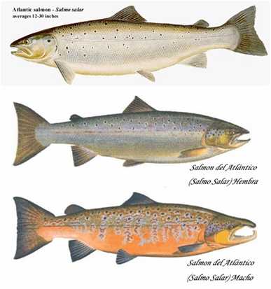 三文鱼与大马哈鱼到底有何区别 知乎