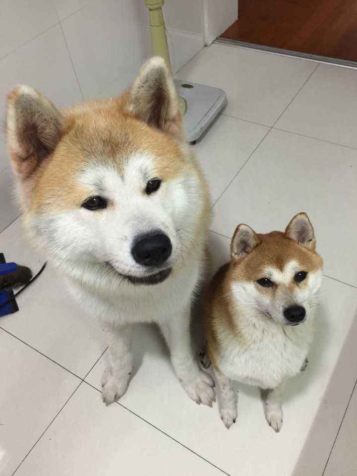 第一次養狗,特別喜歡秋田犬,準備購入時才知道還有柴犬這一犬系,不