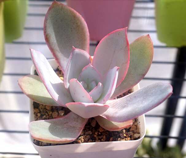 多肉植物应该怎么浇水 知乎 多肉植物应该怎么浇水 知乎