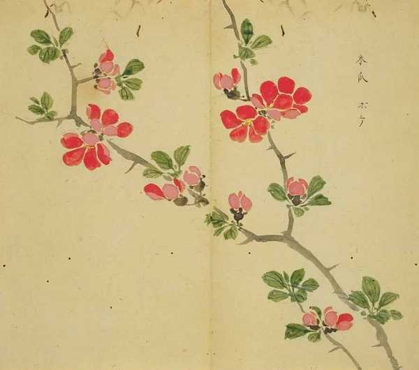 诗经 和 楚辞 中的植物 现在的名字和样子是怎样的 知乎 诗经 和 楚辞 中的植物 现在的名字和样子是怎样的 知乎
