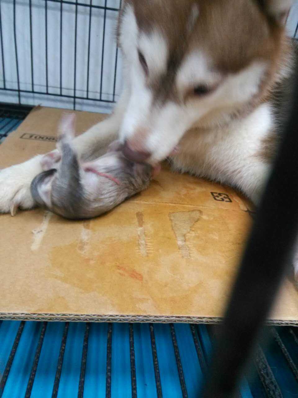 怎么样才能成为一名宠物医生 e8d7abd010827b7fdc21688c1c2a7b0f_r.jpg