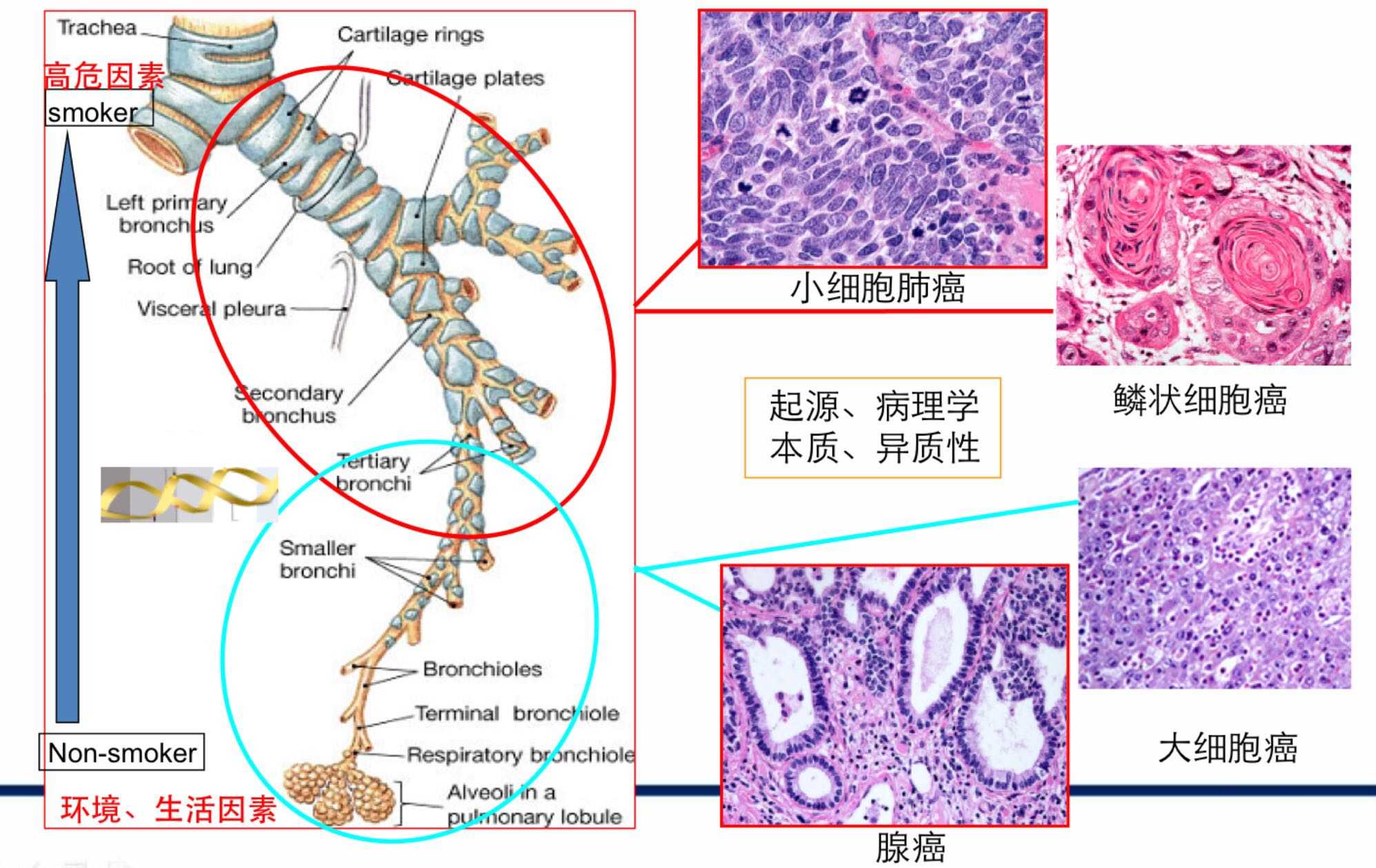 肺切片图结构注明图片