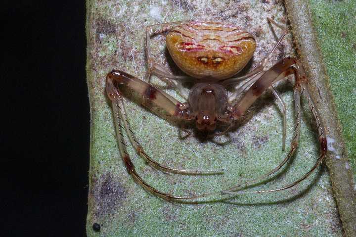 分别是: 蟹蛛科 跳蛛科 跳蛛科 蟹蛛科  大头蚁蟹蛛 圆颚蛛科 虽然科