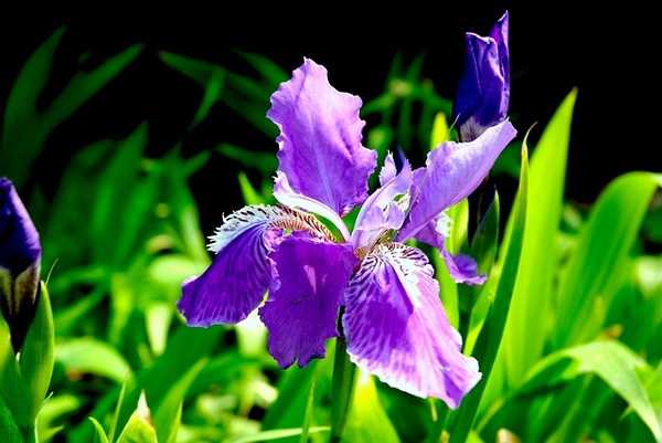 菖蒲和鸢尾的区别 知乎