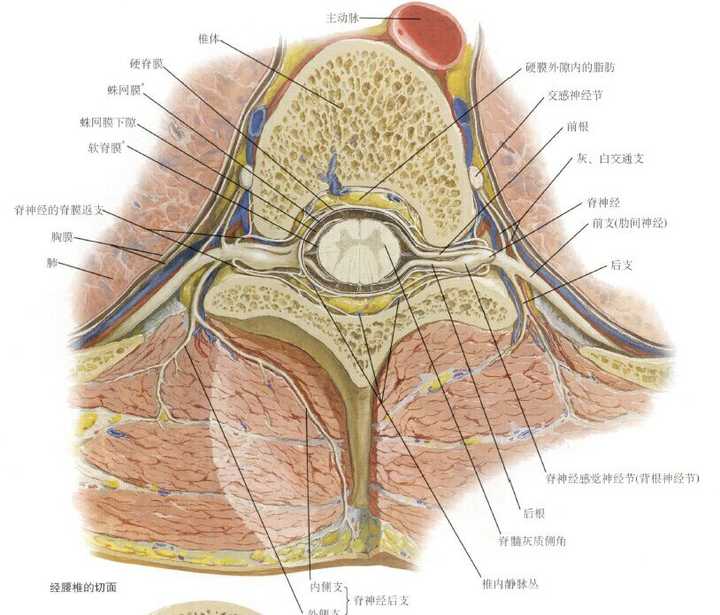 腰椎冠状面解剖图图片