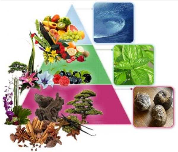 新手如何入门香水 知乎