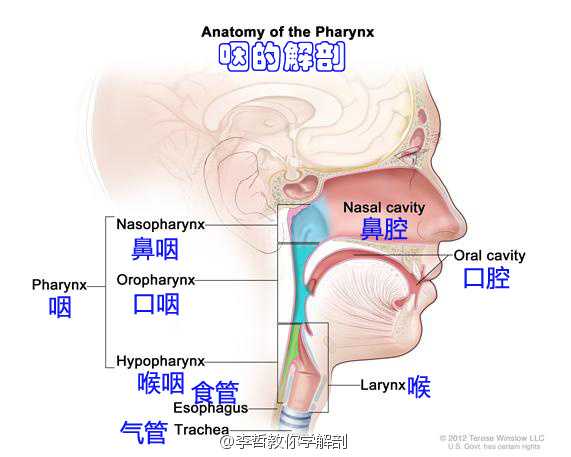 鼻涕 鼻水 痰是同一回事吗 它们如何产生 含有什么成分 知乎 鼻涕 鼻水 痰是同一回事吗 它们如何产生 含有什么成分 知乎