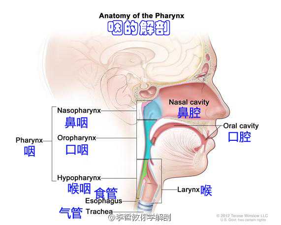 鼻涕 鼻水 痰是同一回事吗 它们如何产生 含有什么成分 知乎