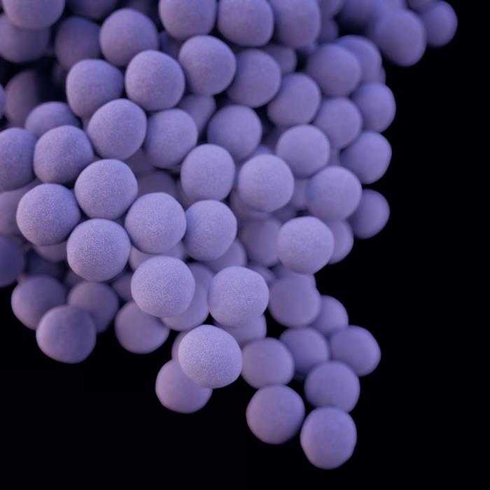 葡萄球菌(staphylococcus)