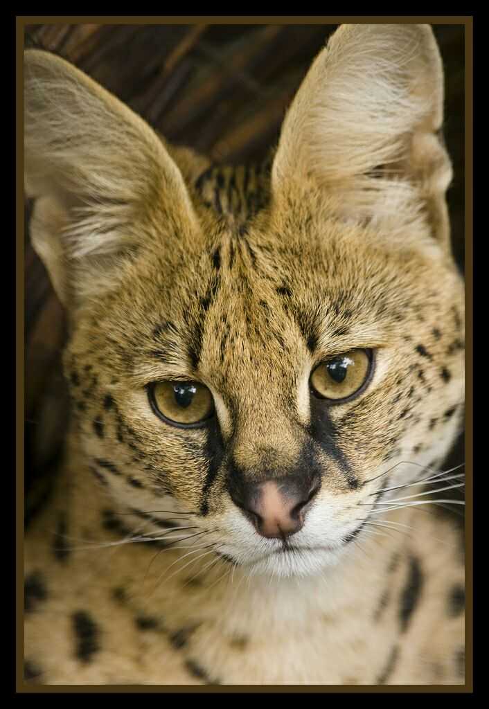 有哪些可爱却不常见的动物?