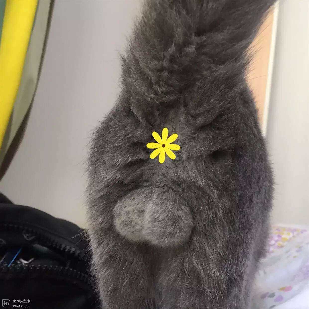 作为一名颜值高的女铲 官,我养了一只公的英短蓝猫,叫鲍大腿,快一岁