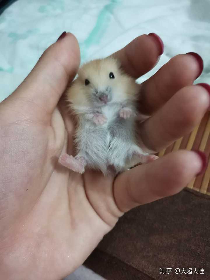 怎么办,我在网上买了只仓鼠,刚出生没多久,眼睛都没睁开,我该怎么把它