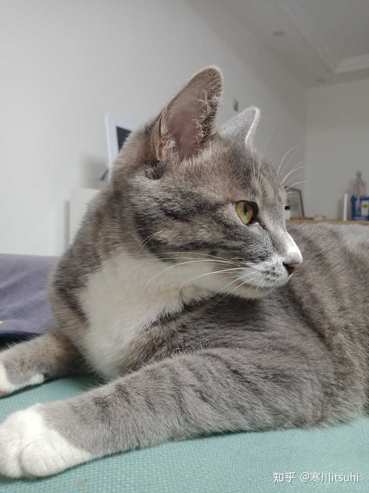 灰色狸花猫罕见吗 知乎