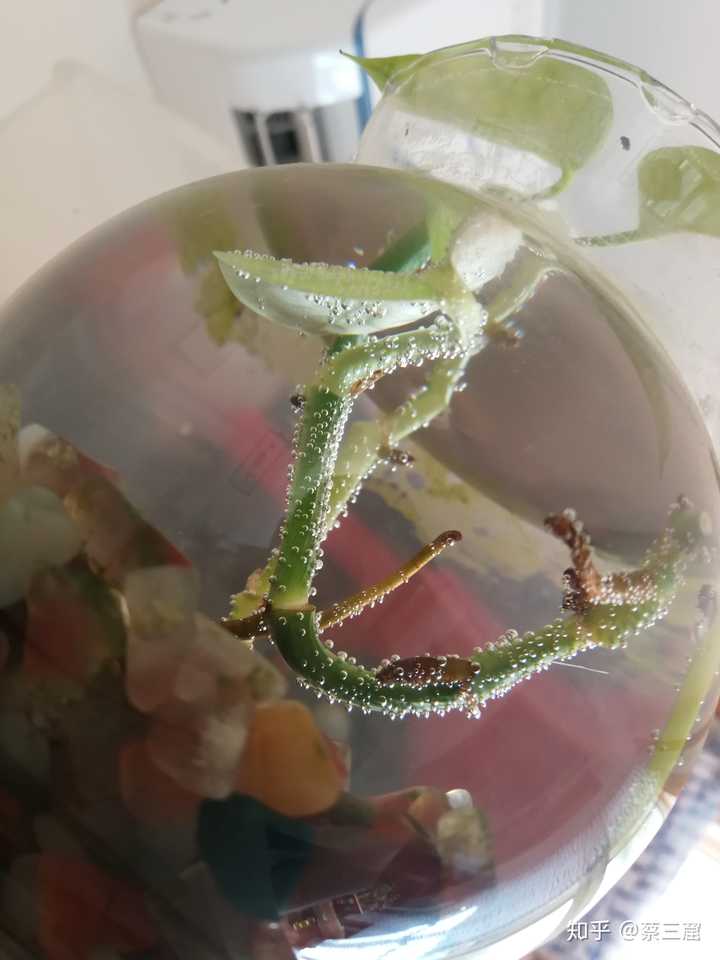 大家都养什么水培植物 知乎 大家都养什么水培植物 知乎