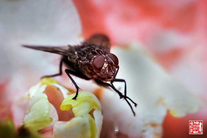 苍蝇怎样吃不会危害健康?