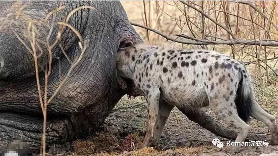 在非洲大草原上也是扛把子的存在,其强大的咬合力连狮子都甘拜下风