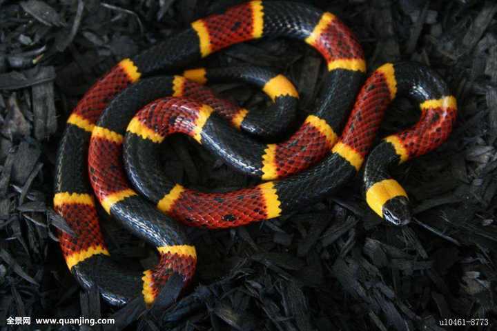 有哪些看起来战斗力爆表,其实是战五渣的生物?