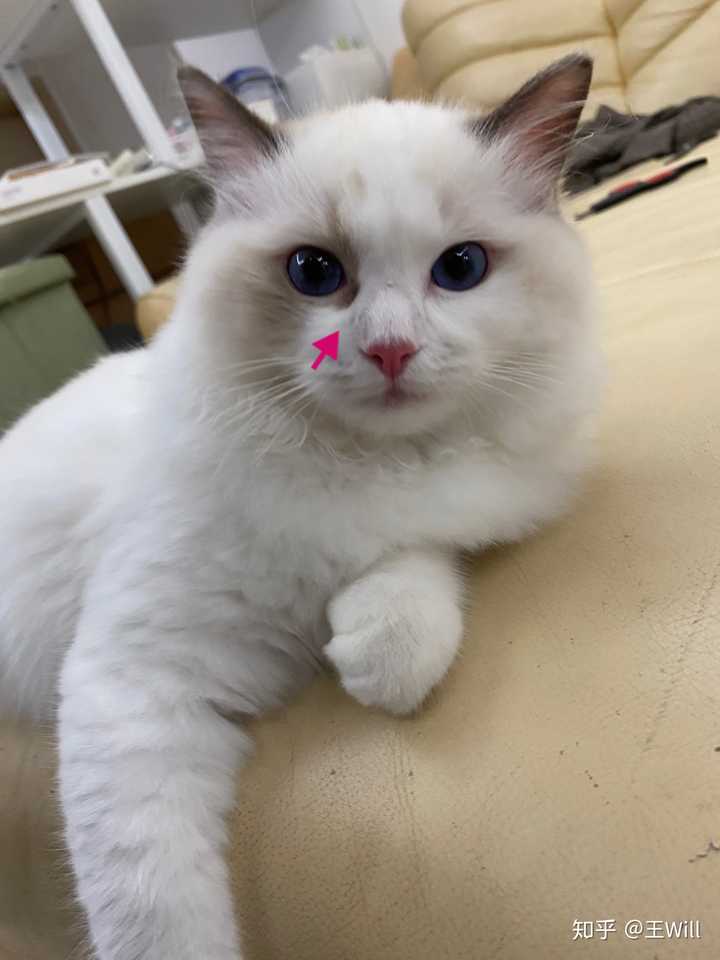 这只布偶小猫能看出面具不对称吗?