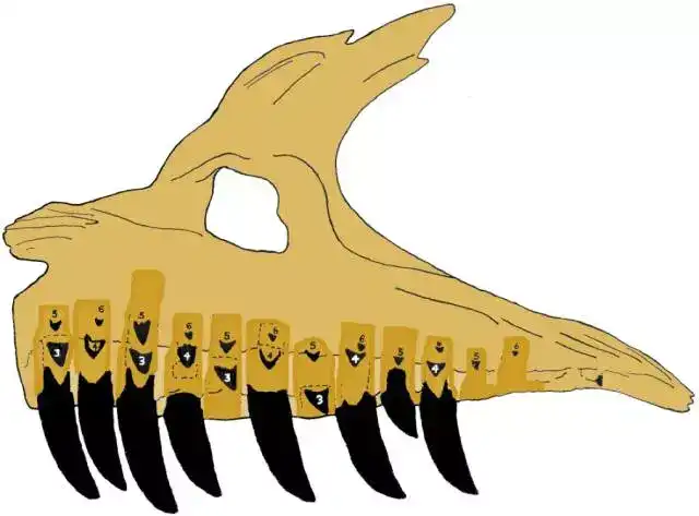 为什么人类只有一次天然换牙的机会?