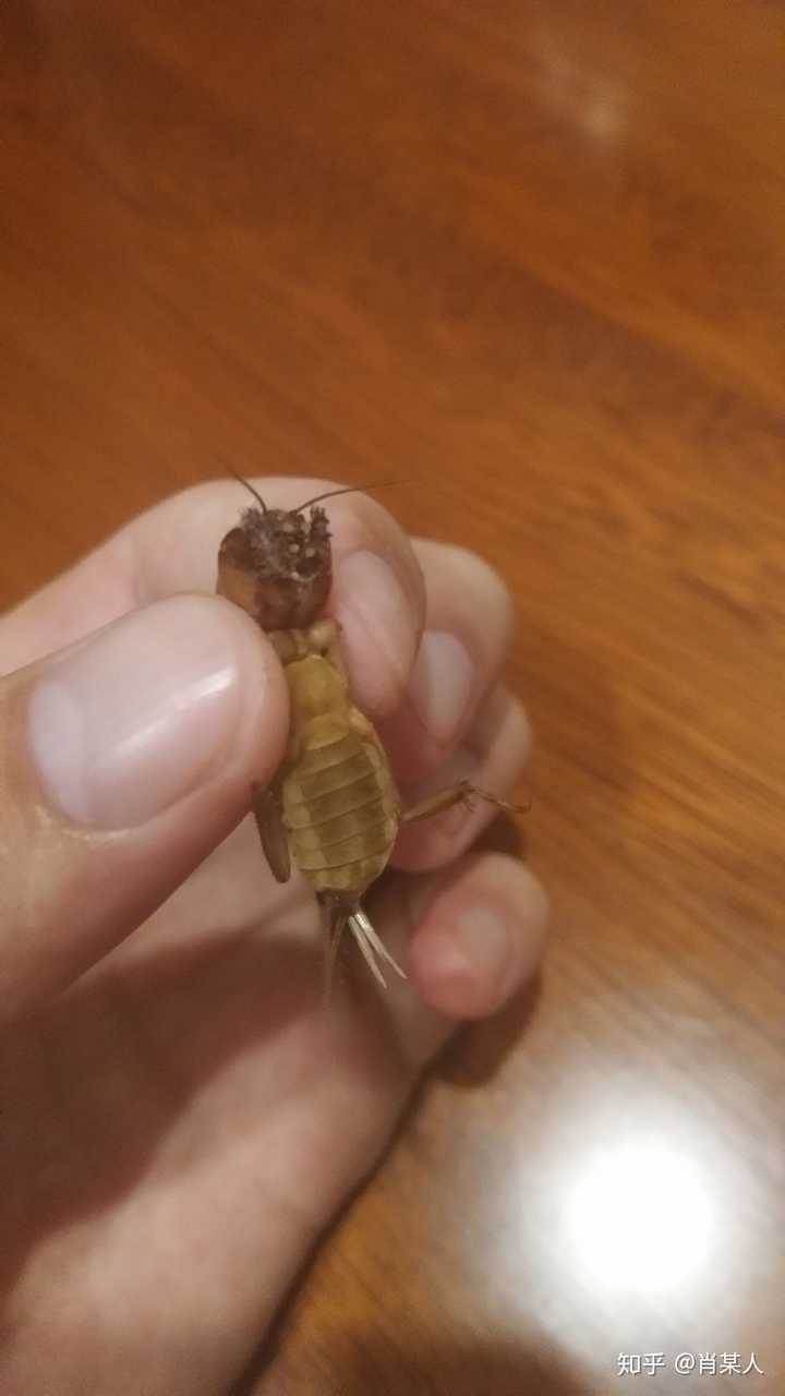 为何昆虫不慎仰面朝天时若不及时翻身可能马上死亡 知乎 为何昆虫不慎仰面朝天时若不及时翻身可能马上死亡 知乎