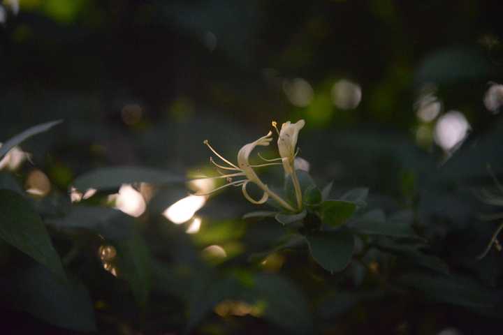 有哪些适合家里种的香味植物 知乎