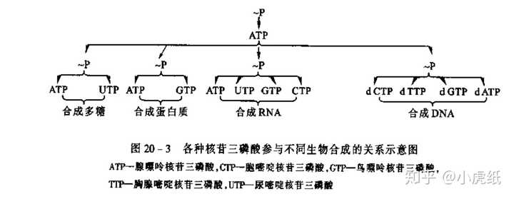 知乎