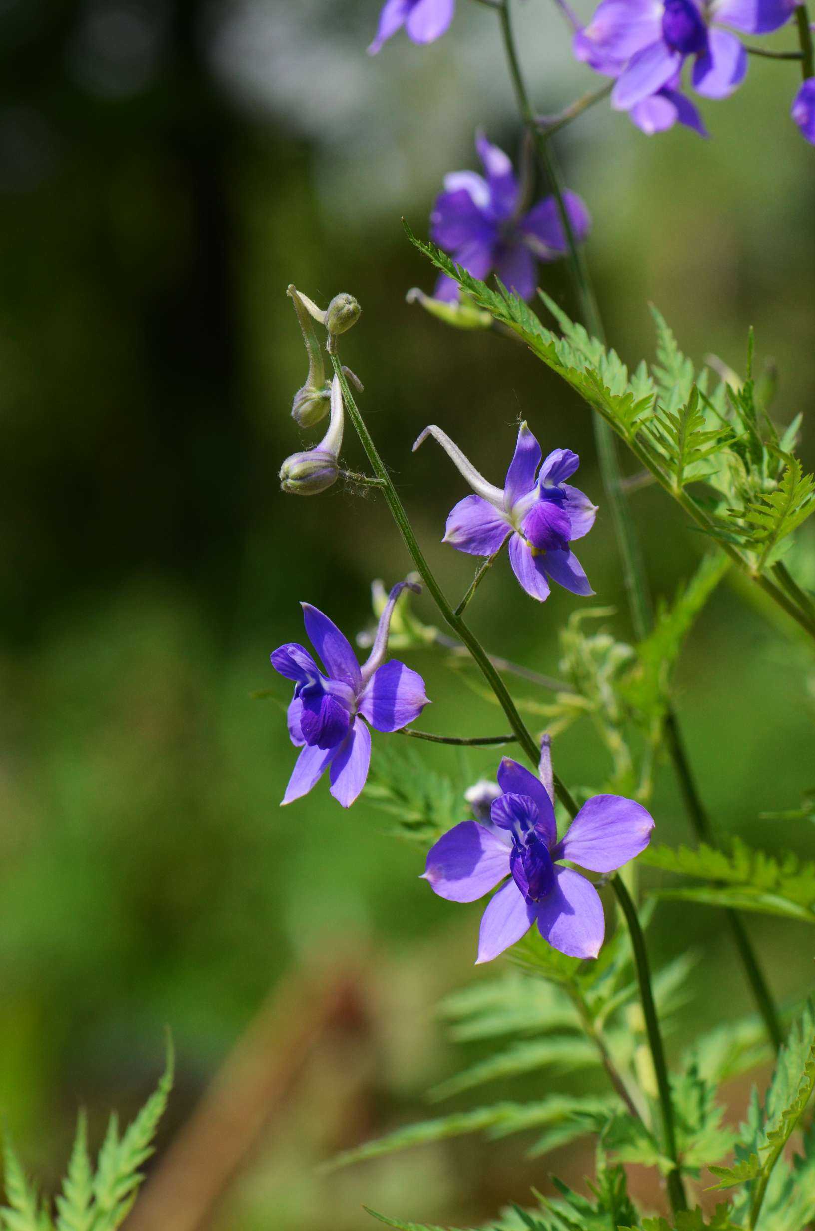 大花还亮草,像飞燕,颜色靓丽,是翠雀属的为数不多很好认的种