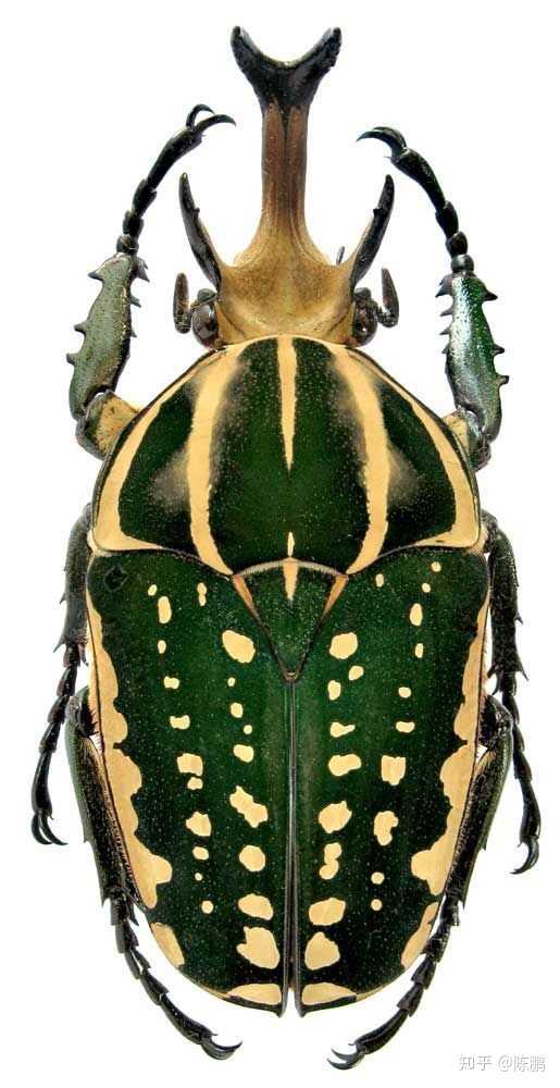 昆虫界有哪些昆虫是极为漂亮的? 知乎