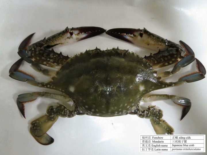 这种红色的酱料,福州人自然就称之为「蟛蜞酱」(pǎng-ng