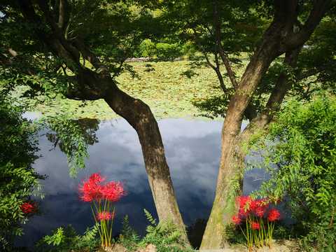 枯山水 知乎