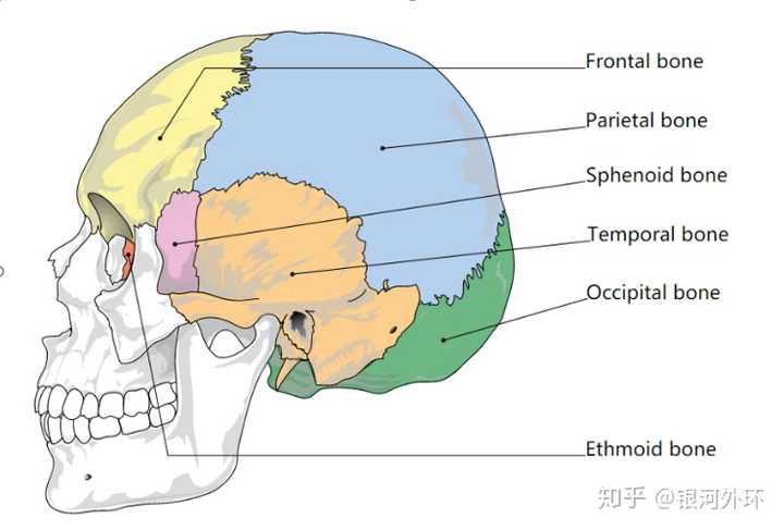 面颅骨图片,颅骨骨图片,面颅骨(第3页)_大山谷图库