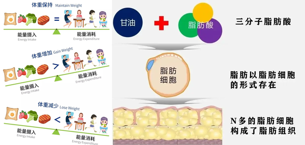 很多人都认为只要坚持「少吃多动就能瘦」，真的是这样吗？