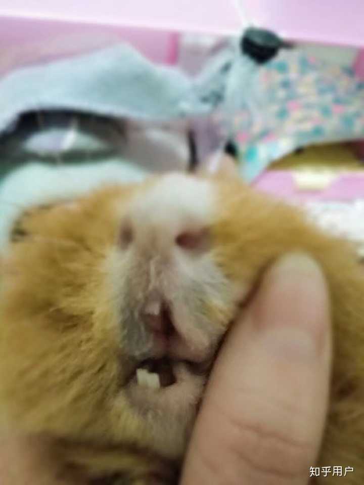 为什么荷兰猪总是断牙 怎么才能让荷兰猪不咬笼子 知乎 为什么荷兰猪总是断牙 怎么才能让荷兰猪不咬笼子 知乎
