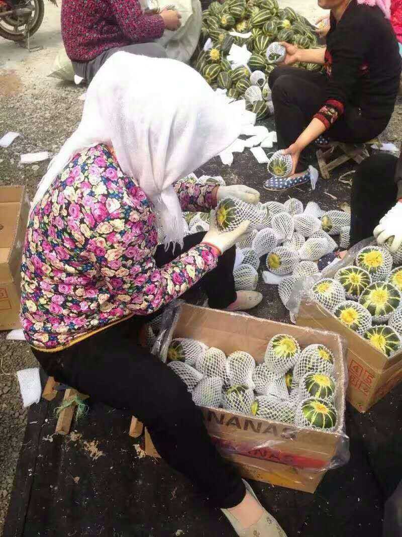 山东潍坊市寒亭区固提郭牌西瓜