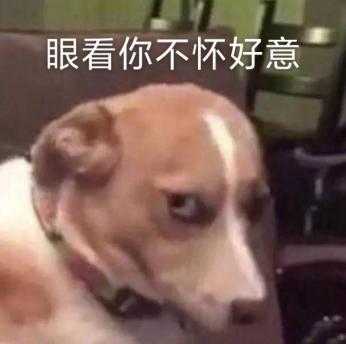 第一次养狗有什么注意事项 知乎