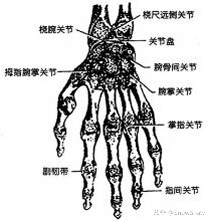 随附一张手指关节剖析图