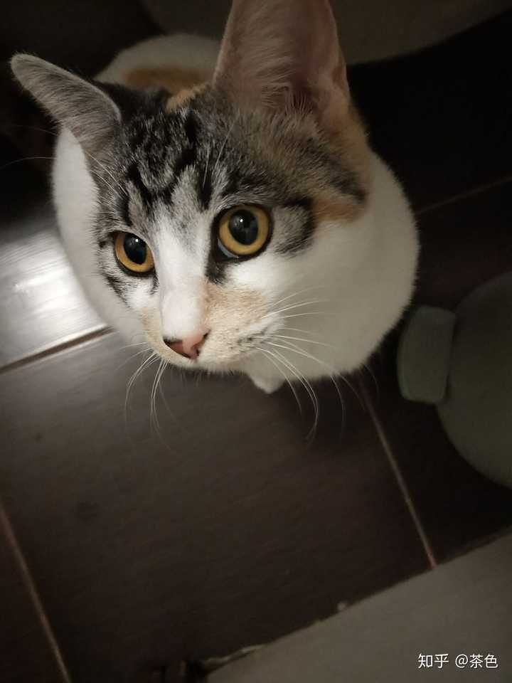 你和你的猫是怎么相识的 茶色的回答 知乎 你和你的猫是怎么相识的 茶色的回答 知乎