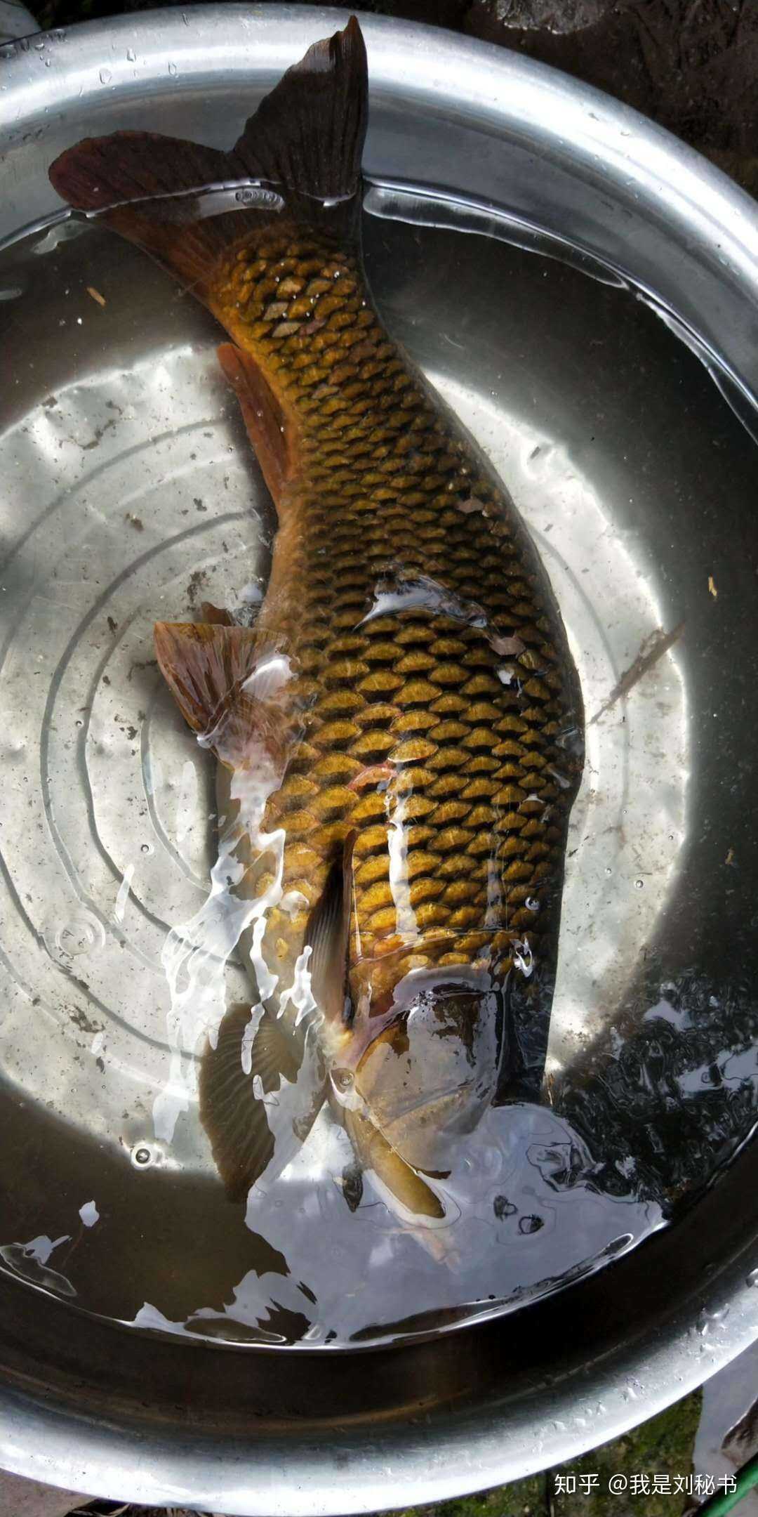 成仙的老鱼了～～没有点年龄,不会是这色泽