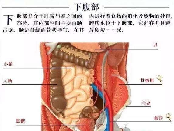 胆囊在肚脐眼位置图片图片