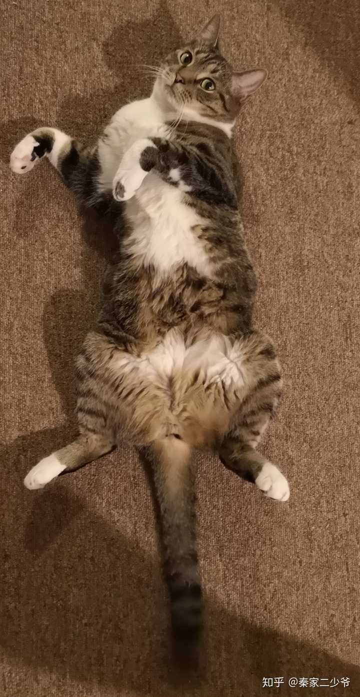 猫咪仰面朝天睡是表达信任了吗?