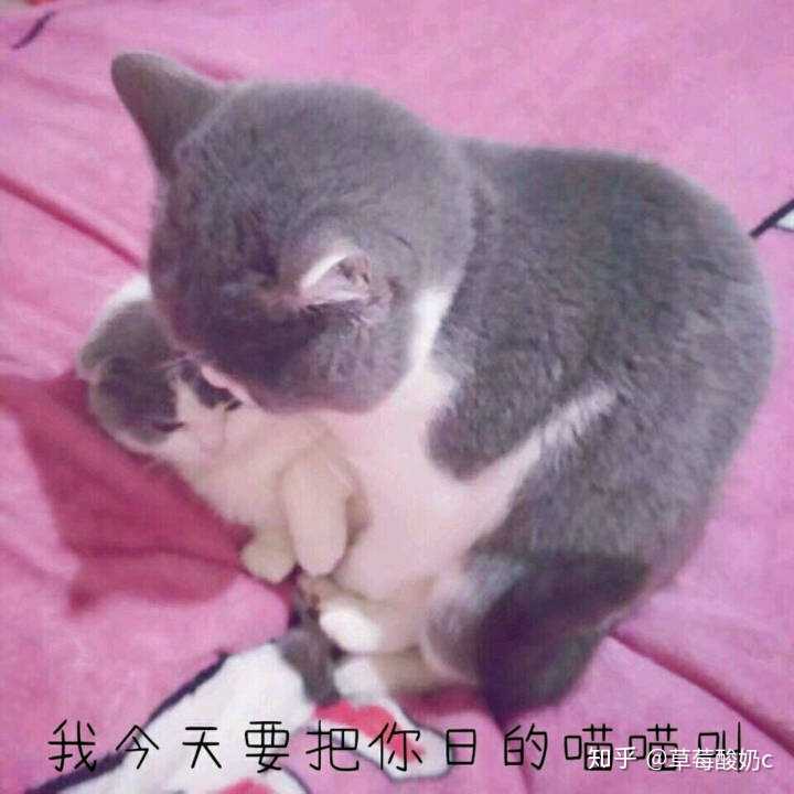 有什么言情小说推荐 知乎