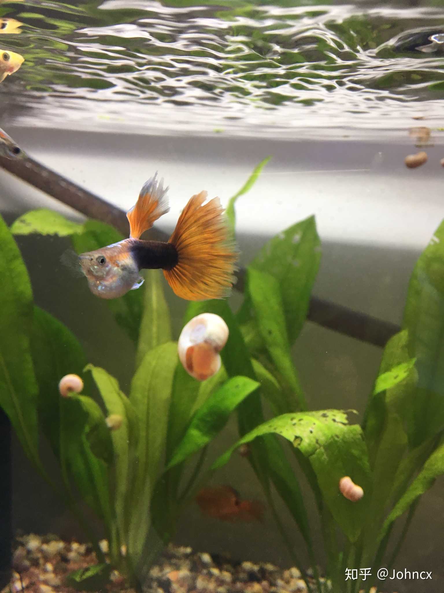 公的孔雀鱼 肚子变得超大! 有没有高手指点下?