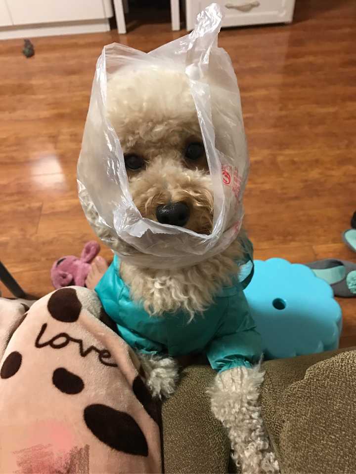 犬类之间会产生类似爱情的感情吗 知乎