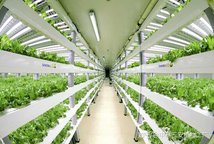 植物工厂真正的制约因素是什么 知乎 植物工厂真正的制约因素是什么 知乎
