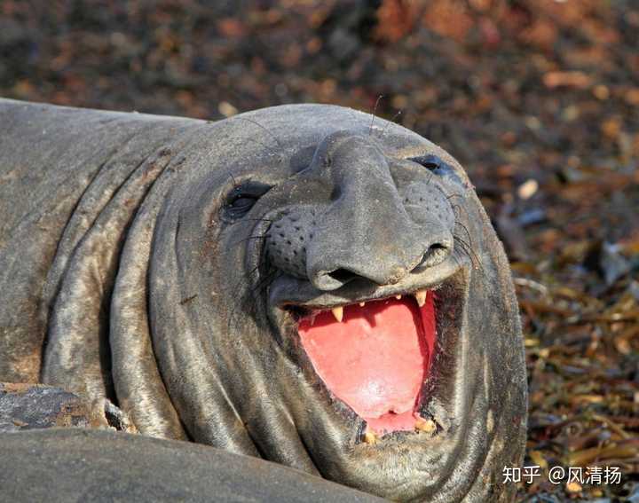 有哪些看起來不像地球生物,但又確實生在地球的動物?