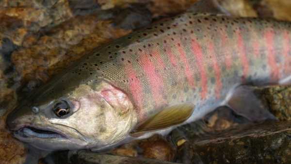 日本人如何烹制淡水鱼,有何名菜?